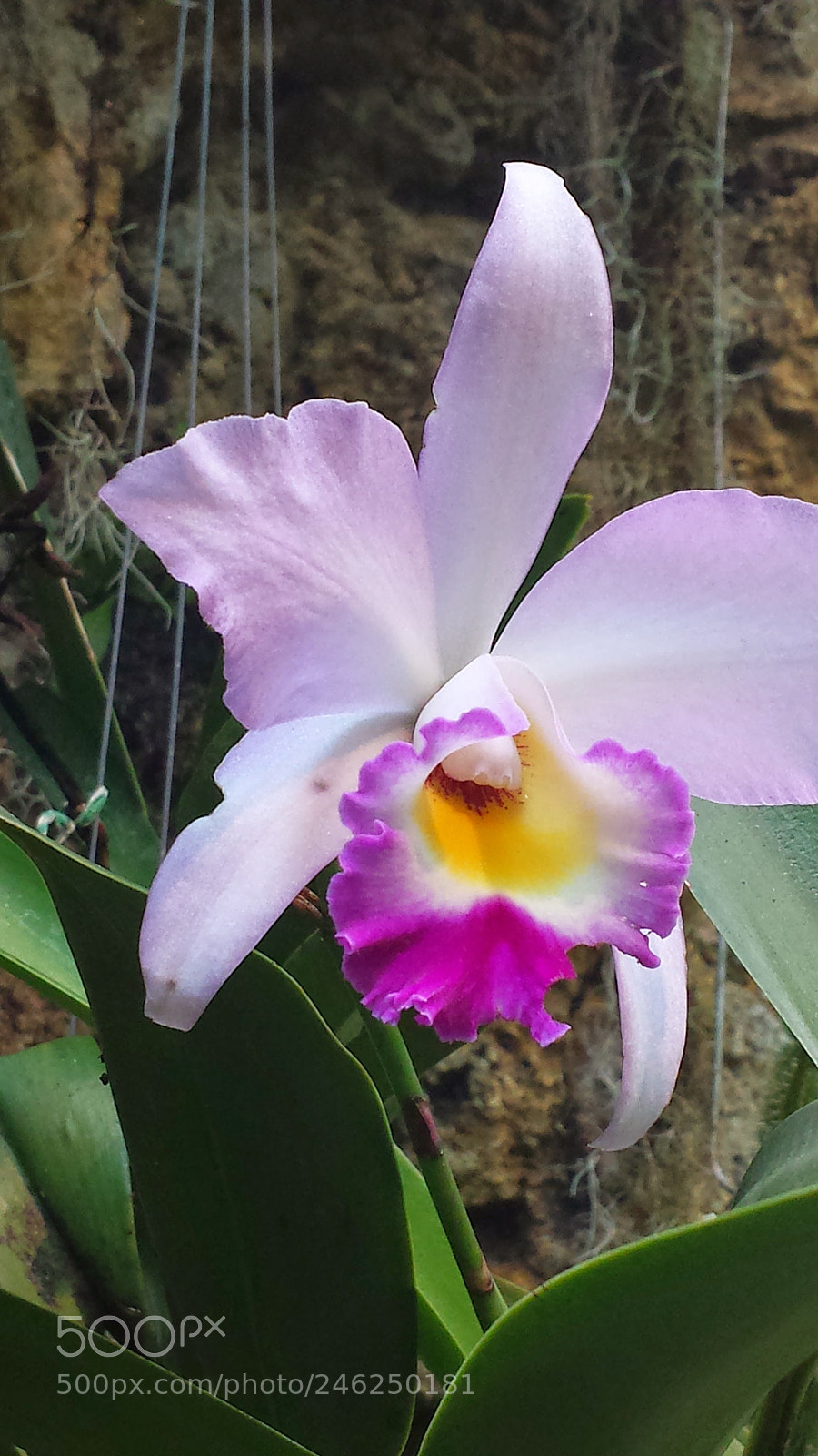 Samsung Galaxy S4 sample photo. Orchid photography