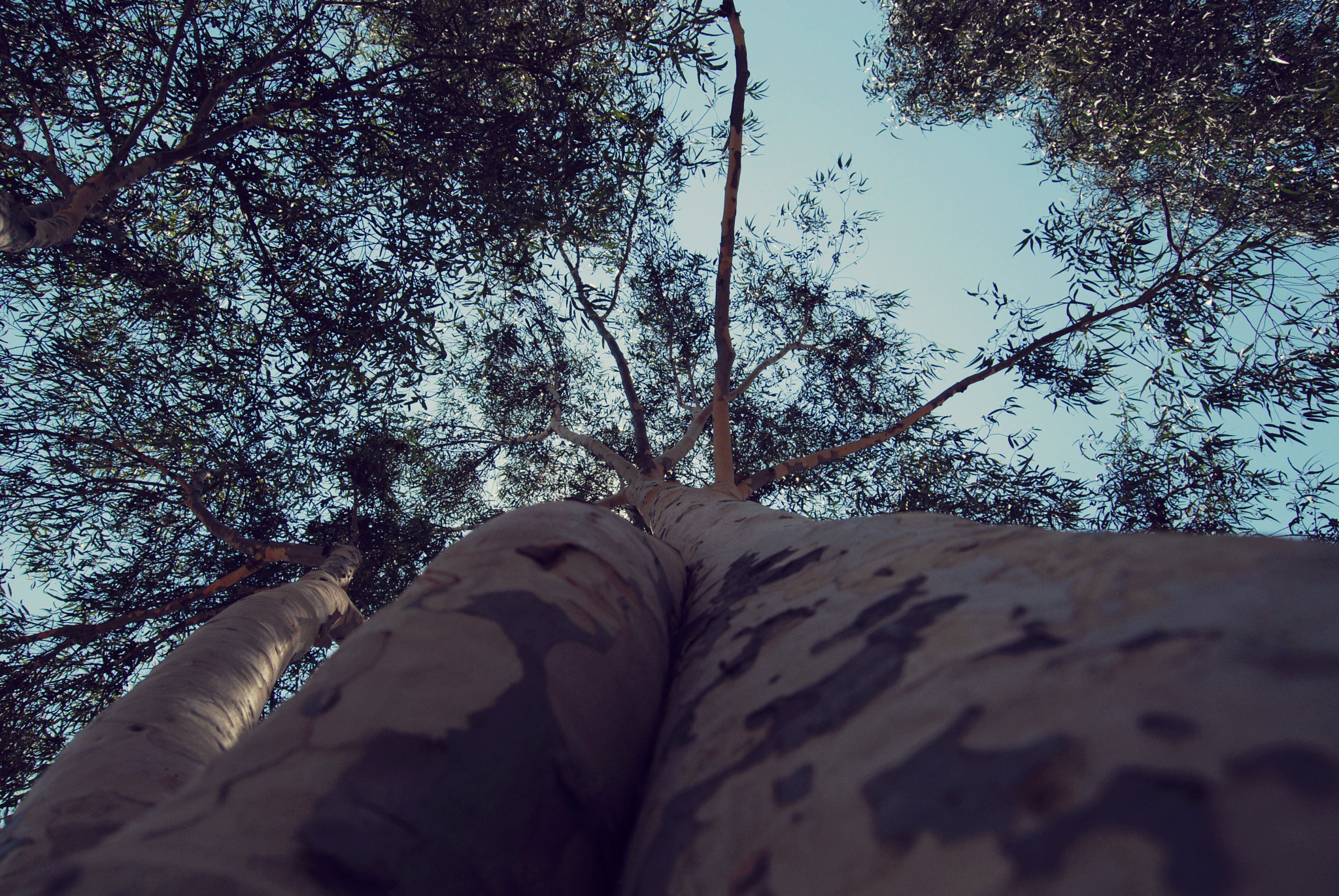 Nikon D40X sample photo. Worm view photography