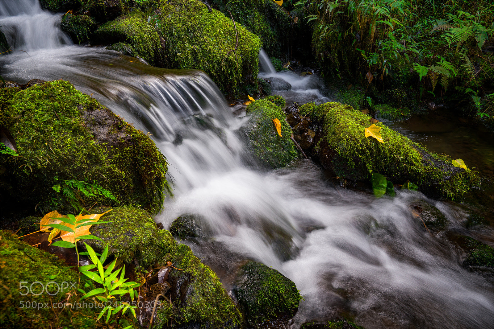 Sony a7R III sample photo. Tropical flow photography