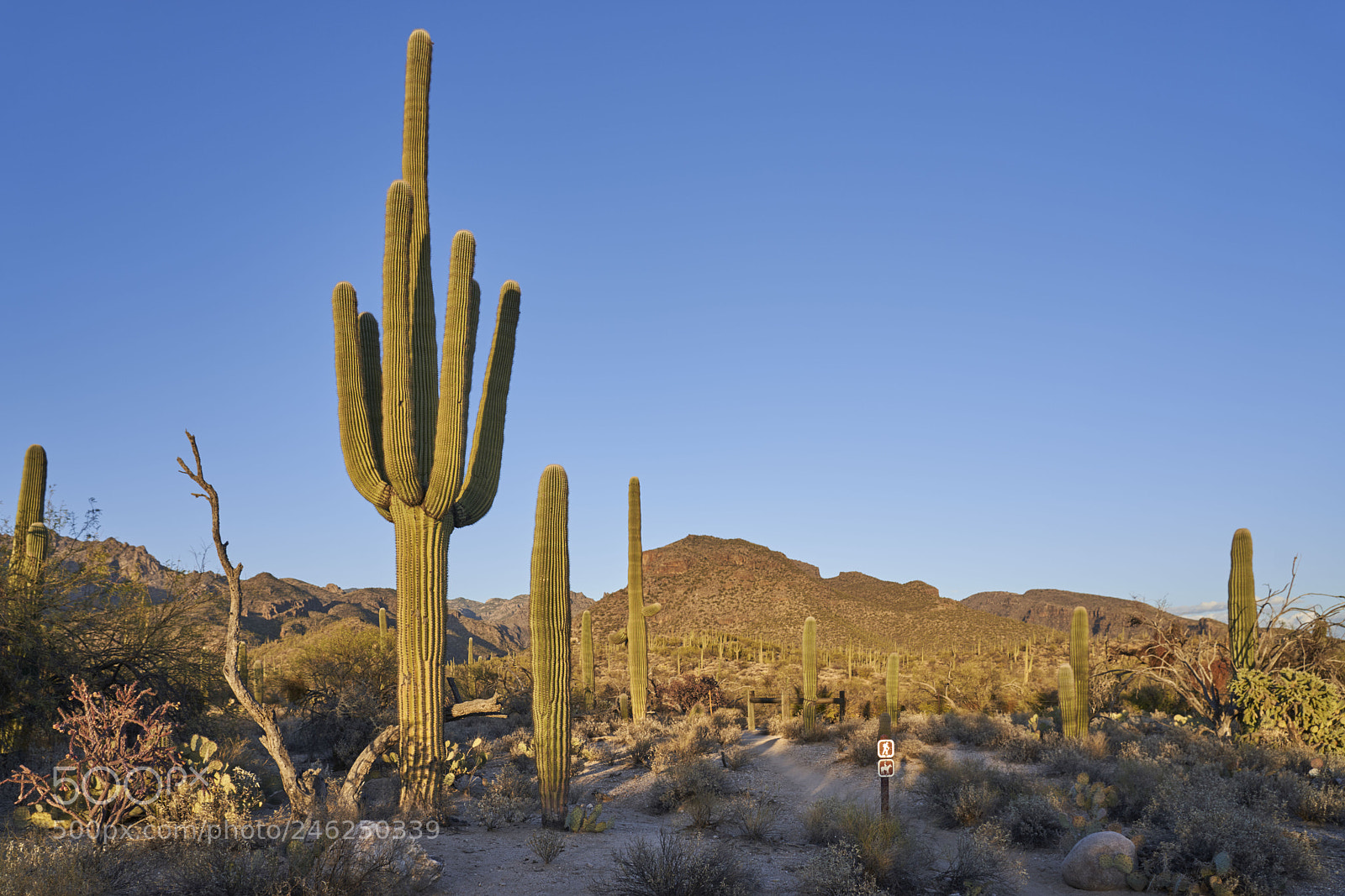 Sony a7R III sample photo. Saguaro photography