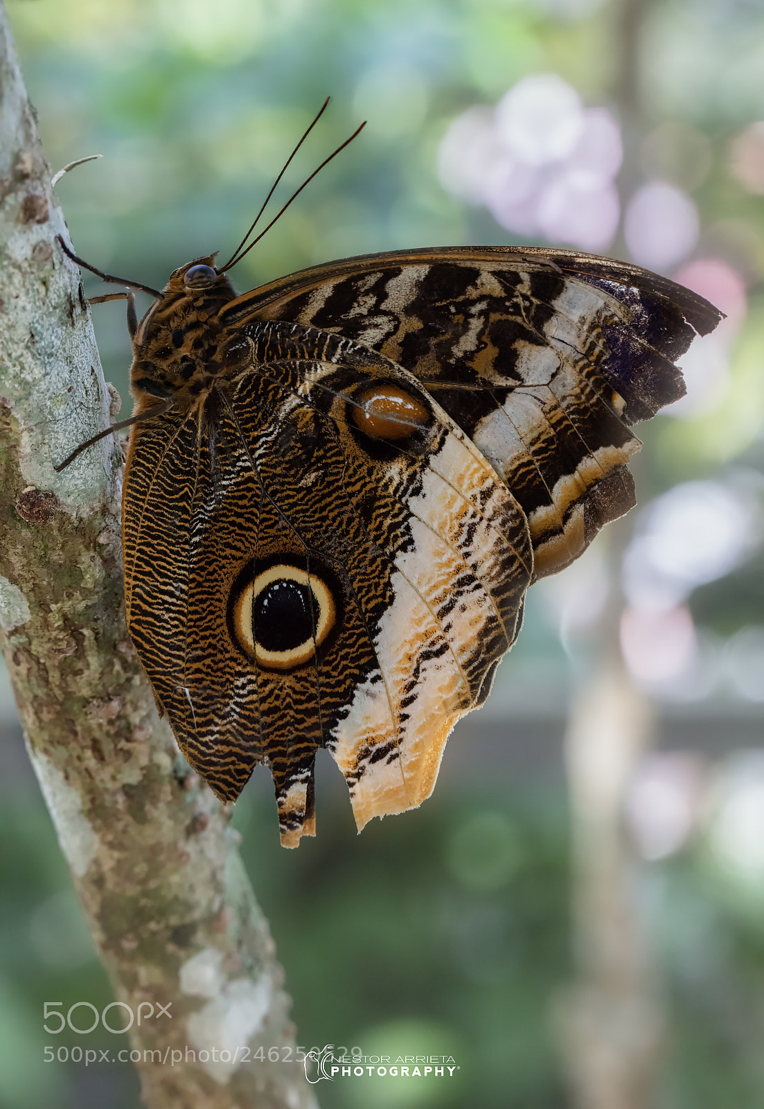 Canon EOS 5DS R sample photo. Blue morpho underside photography