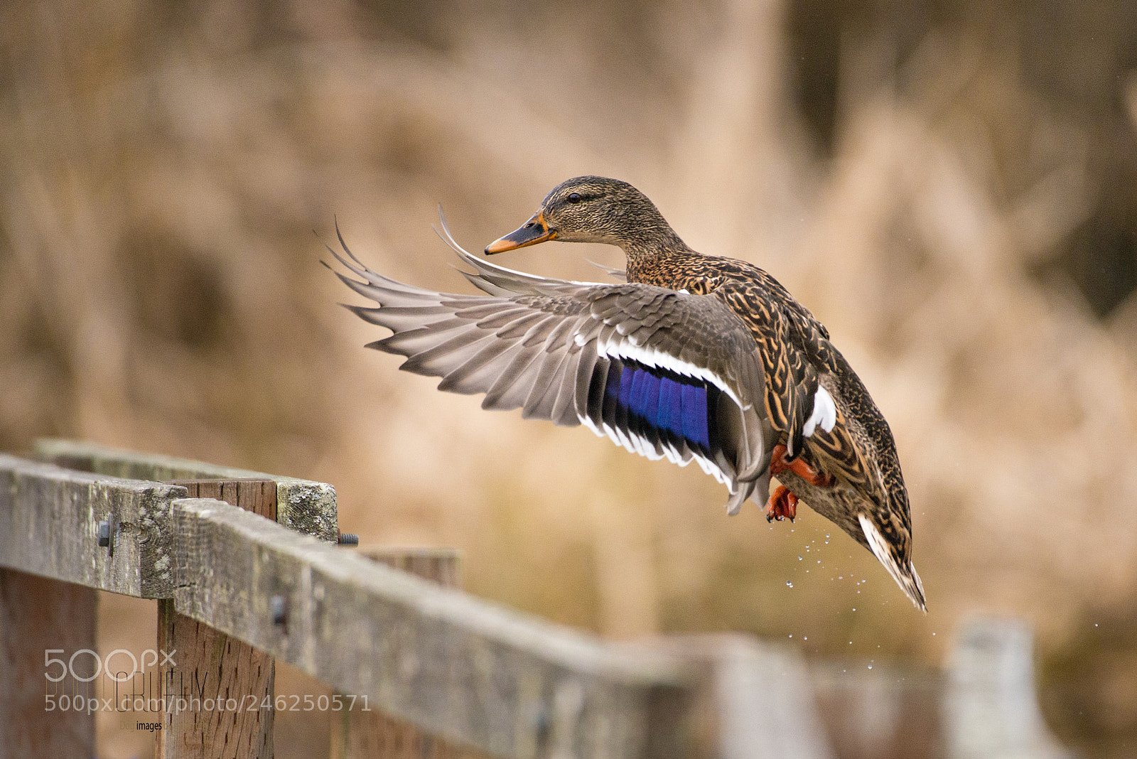 Nikon D610 sample photo. Mallard landing photography