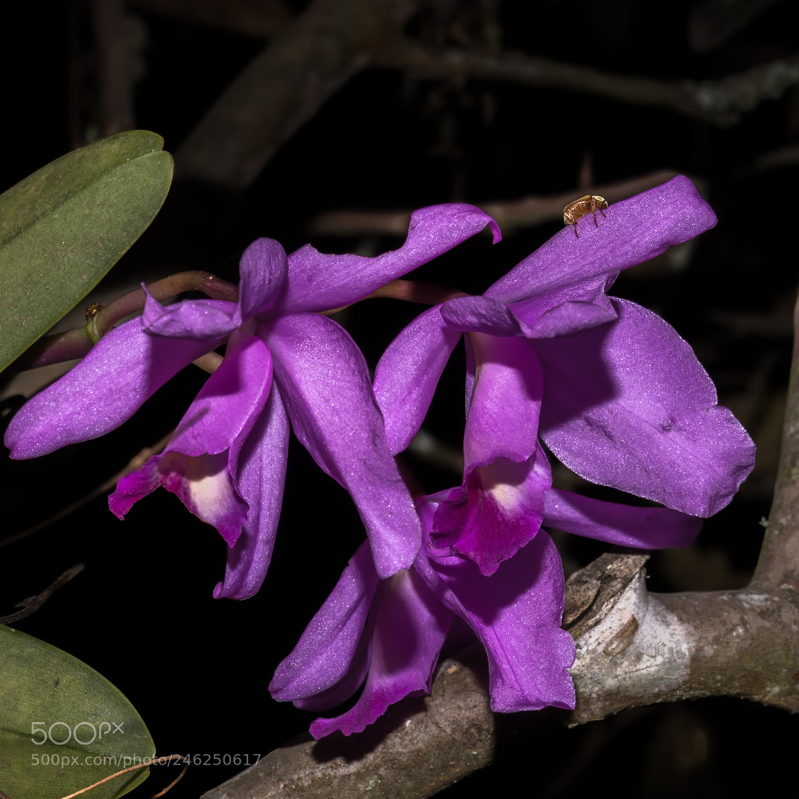 Canon EOS 750D (EOS Rebel T6i / EOS Kiss X8i) sample photo. Insect enjoying orchids at photography