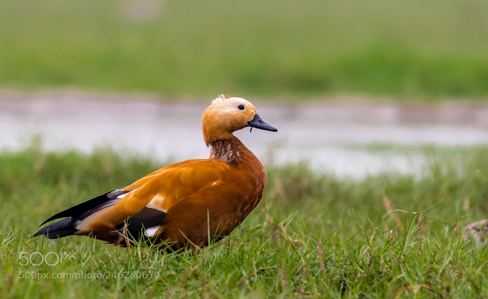 Nikon D500 sample photo. Ruddy shelduck photography