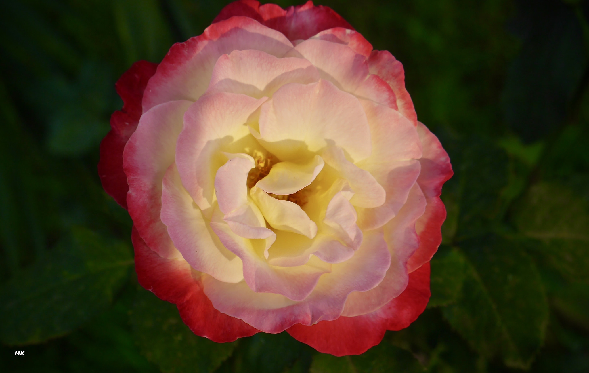 Panasonic Lumix DMC-GF6 sample photo. Rose photography