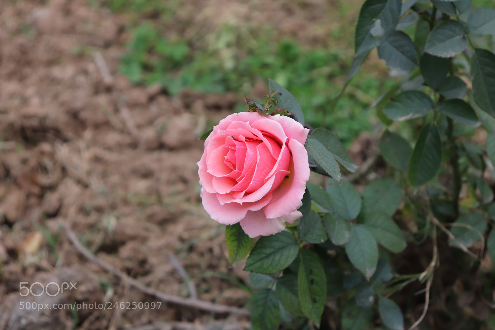 Canon EOS 200D (EOS Rebel SL2 / EOS Kiss X9) sample photo. Img photography