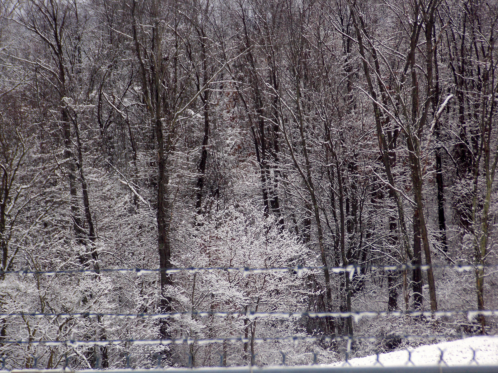 Nikon Coolpix L810 sample photo. Untitled photography