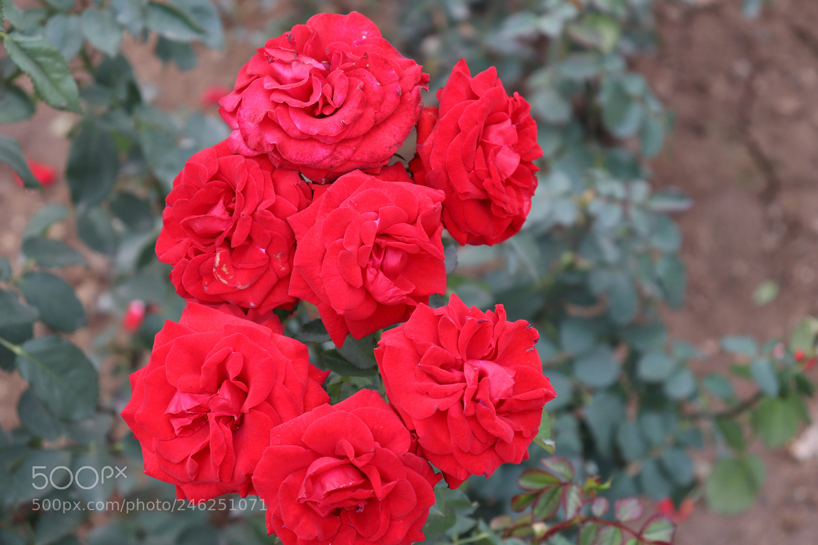 Canon EOS 200D (EOS Rebel SL2 / EOS Kiss X9) sample photo. Img photography