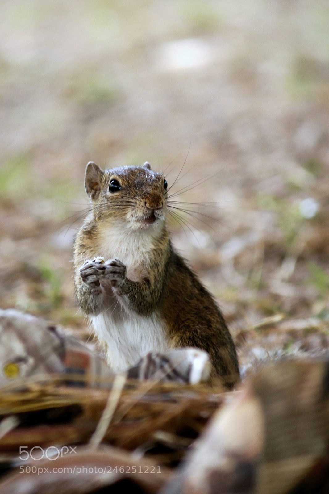 Canon EOS 700D (EOS Rebel T5i / EOS Kiss X7i) sample photo. Praying squirrel photography