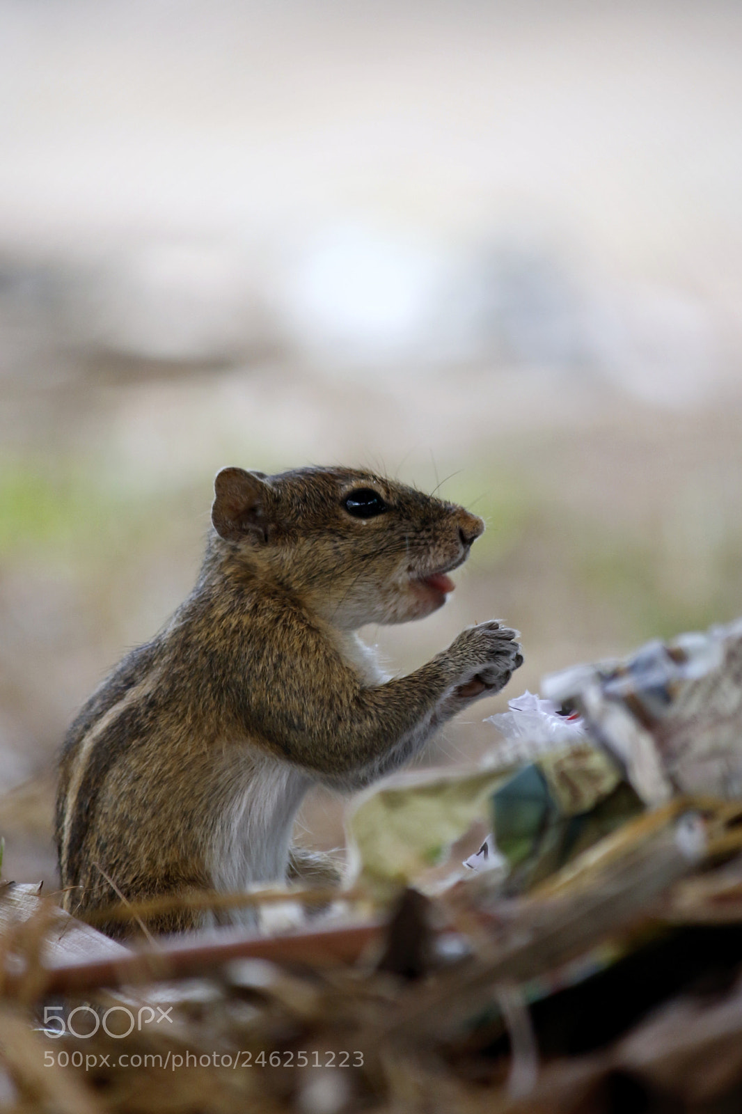 Canon EOS 700D (EOS Rebel T5i / EOS Kiss X7i) sample photo. Praying squirrel photography