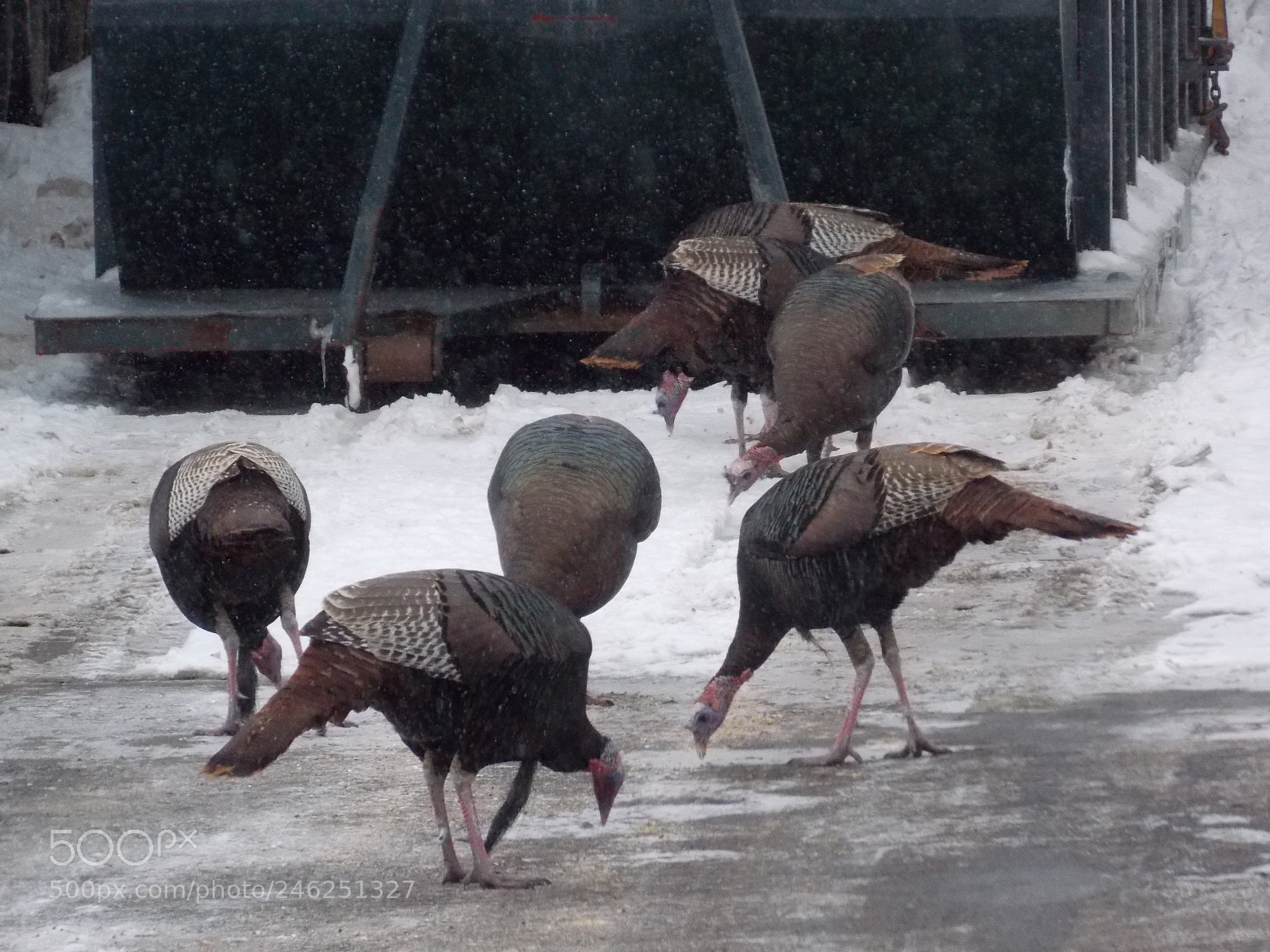 Nikon Coolpix L810 sample photo. Them turkeys..wisconsin photography