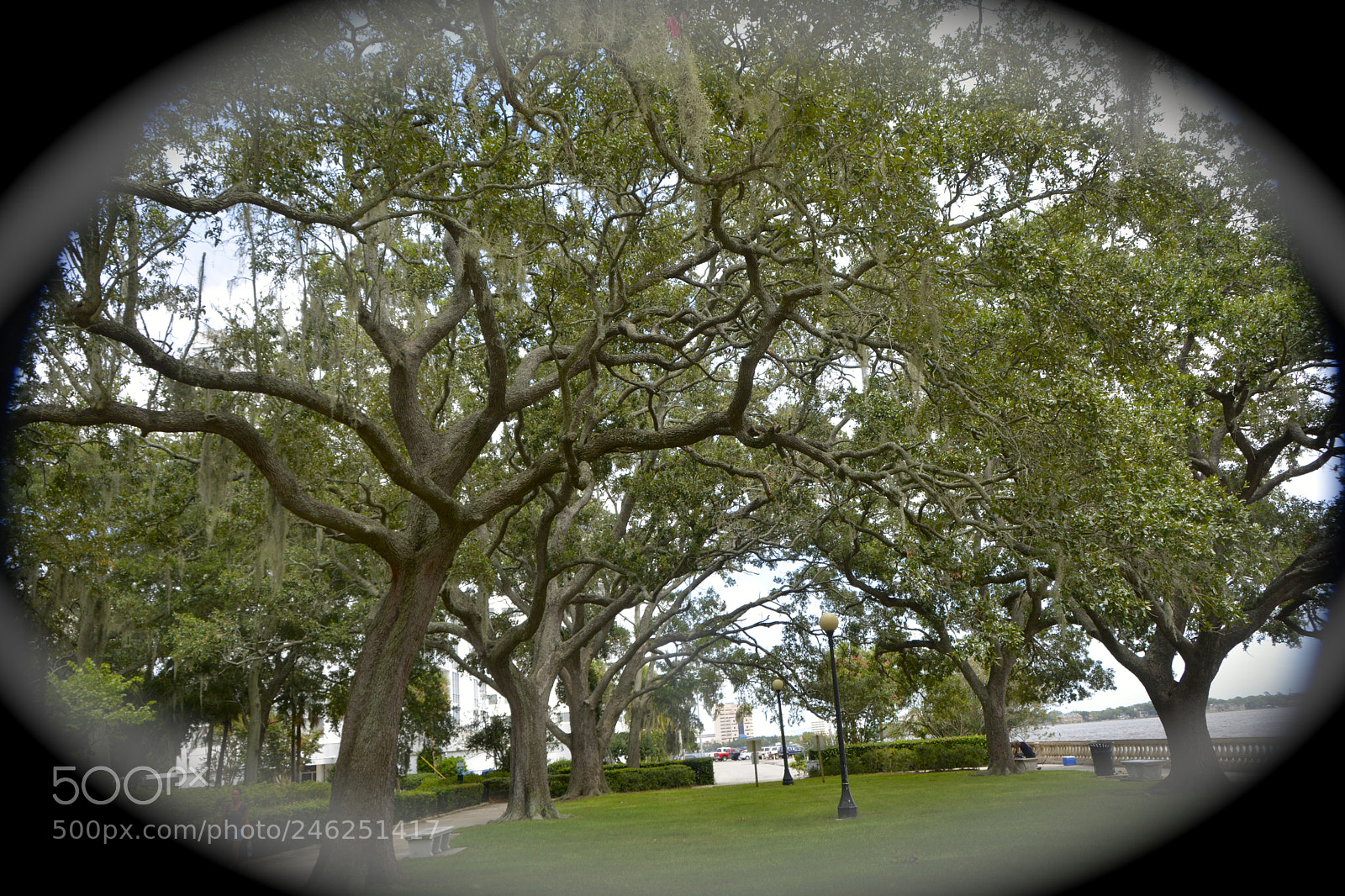 Nikon D7100 sample photo. Trees in the park photography