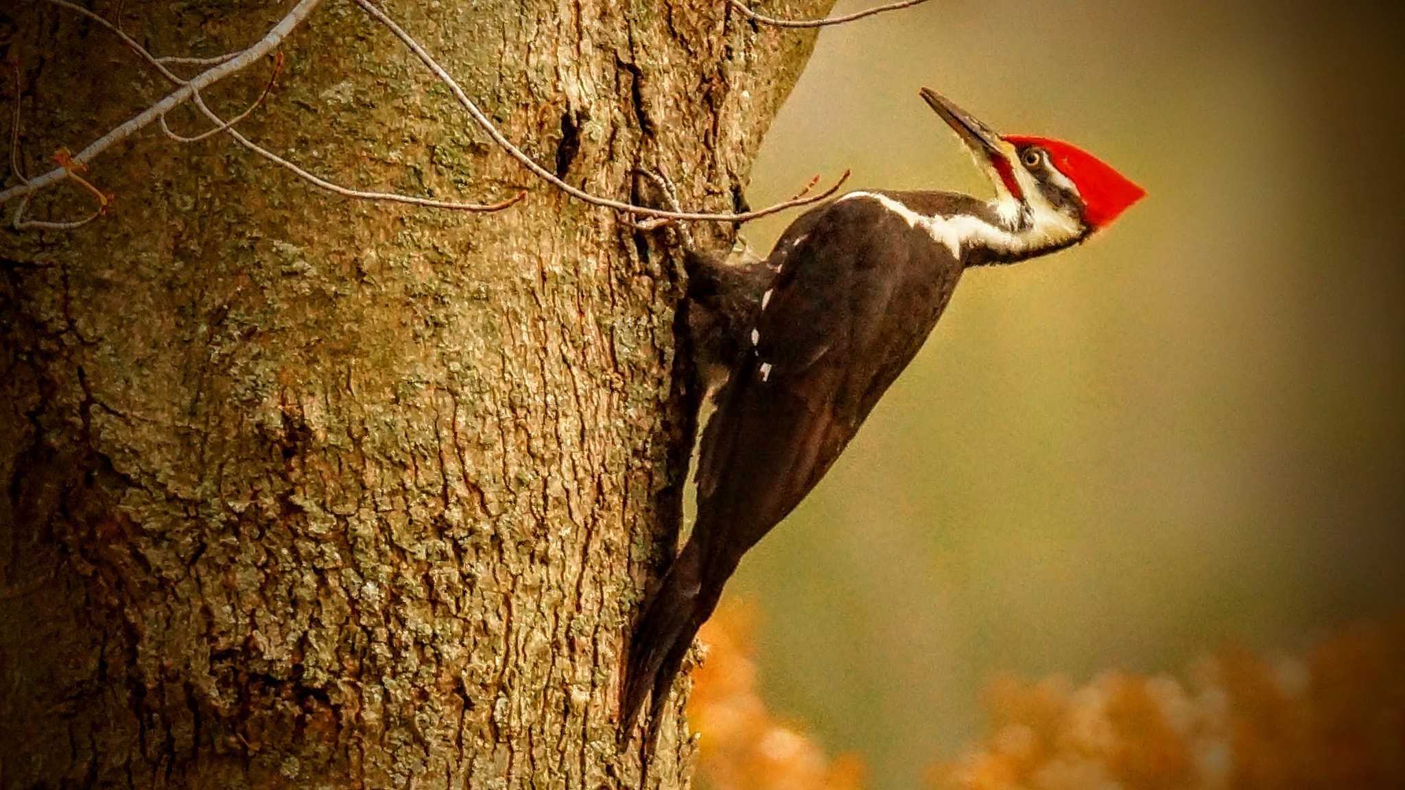 Sony SLT-A65 (SLT-A65V) sample photo. Pileated woodpecker photography