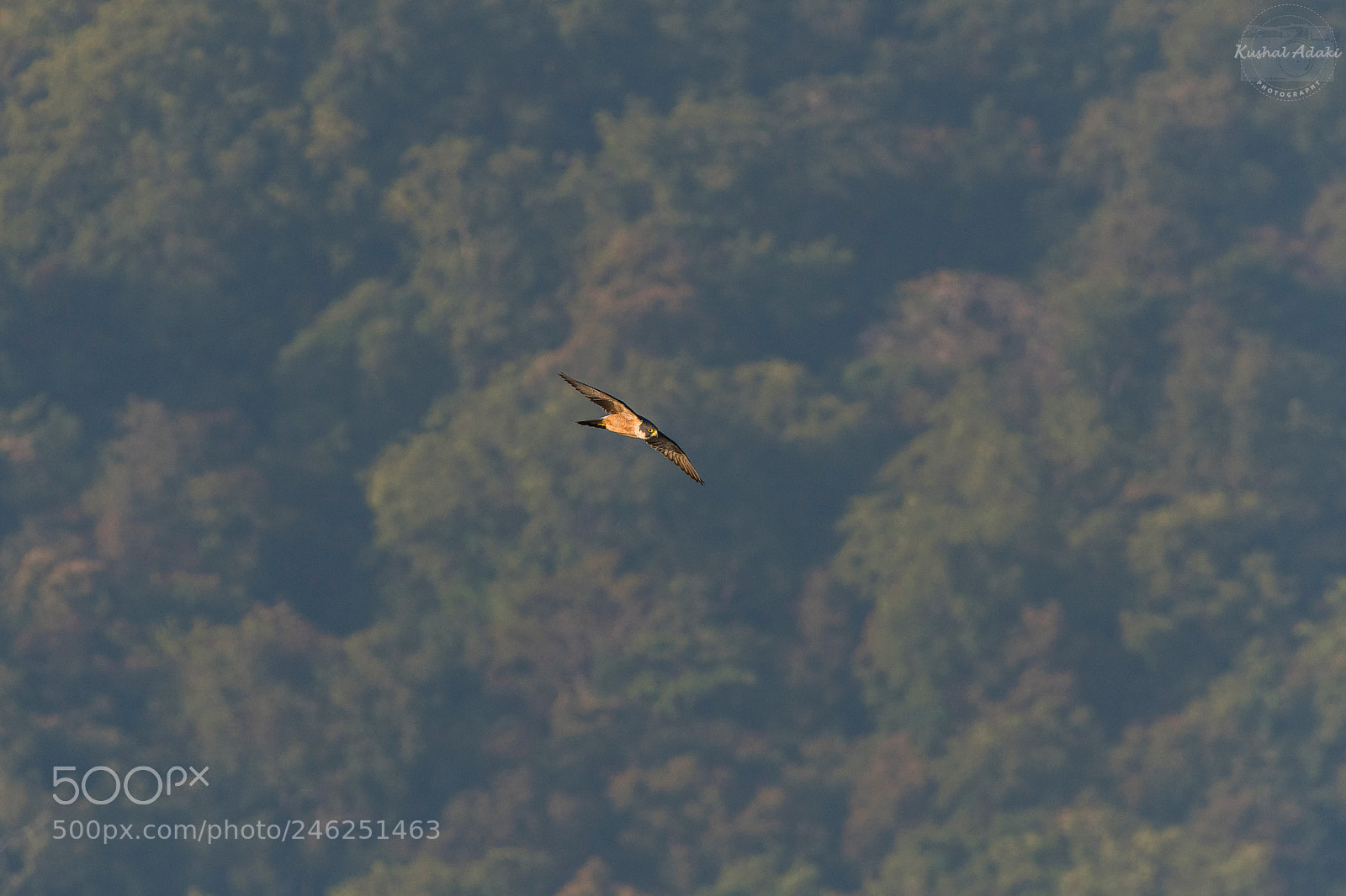 Nikon D500 sample photo. Shaheen falcon photography