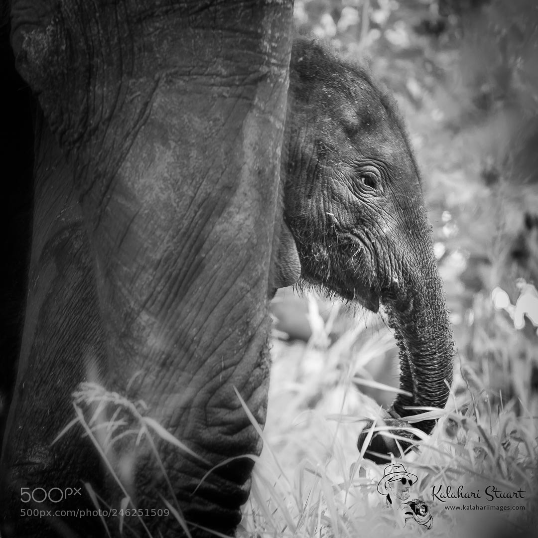 Nikon D810 sample photo. Young elephant photography
