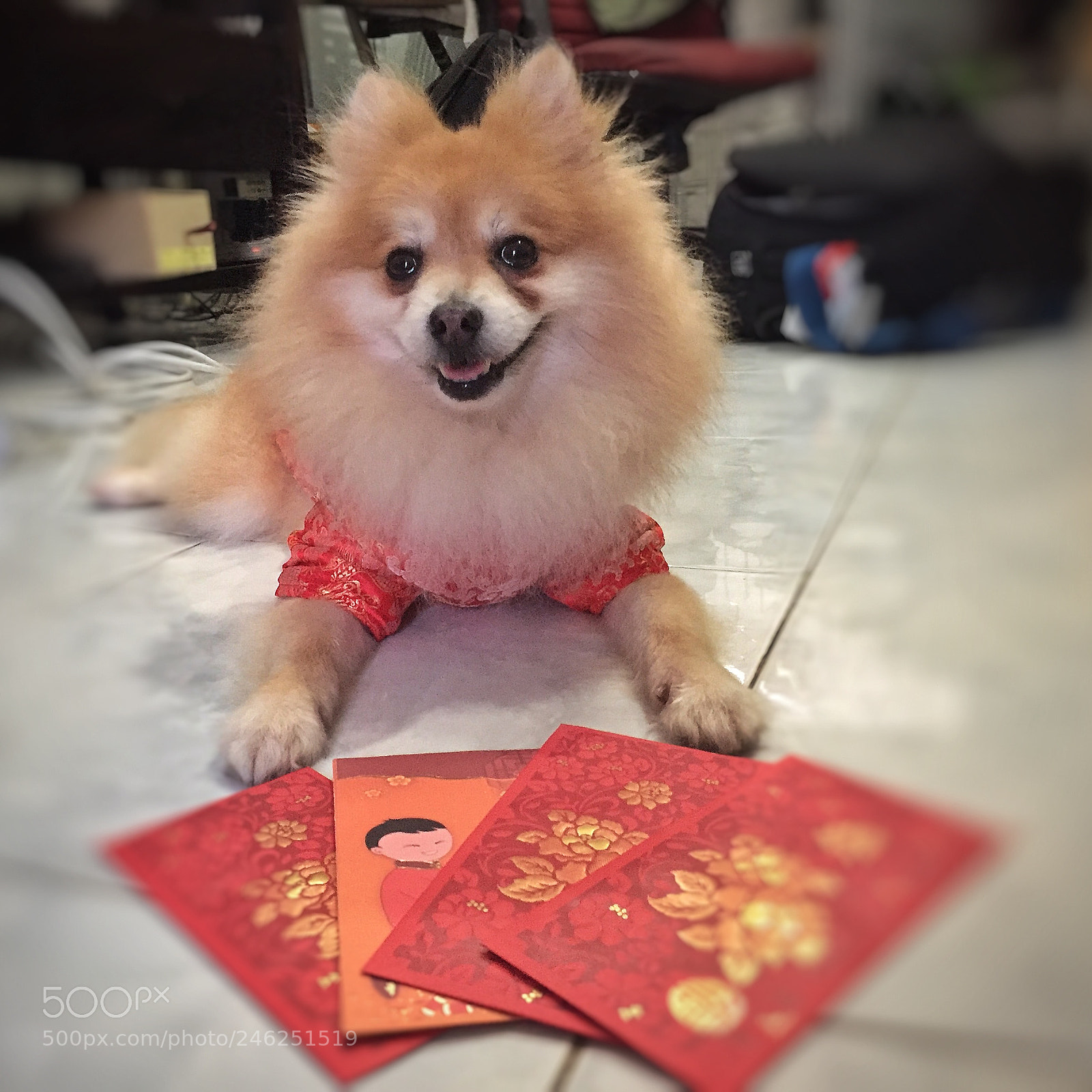 Apple iPhone 6 sample photo. Ang pao dog photography