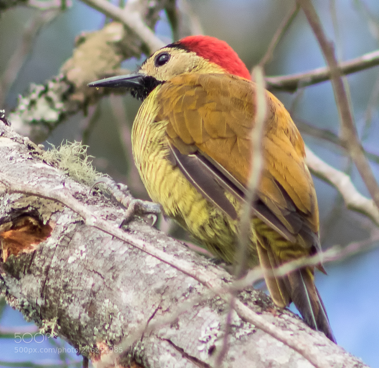 Canon EOS 750D (EOS Rebel T6i / EOS Kiss X8i) sample photo. Yellow vented woodpecker photography