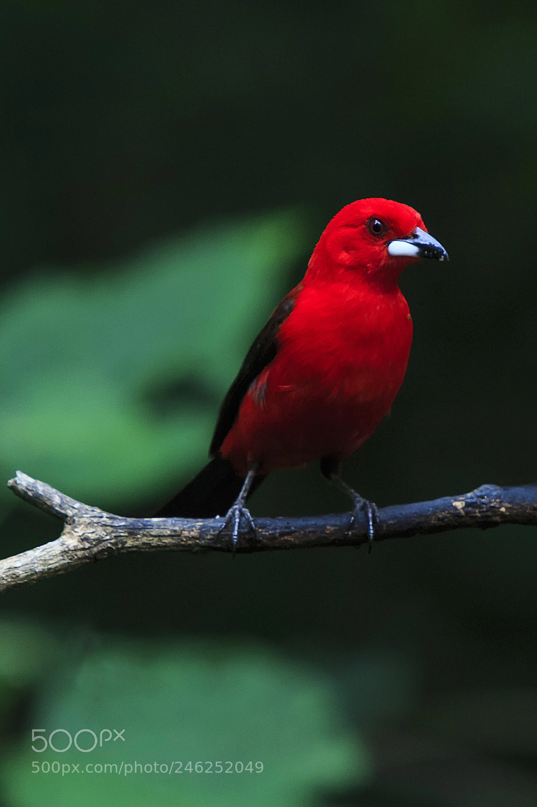 Canon EOS 700D (EOS Rebel T5i / EOS Kiss X7i) sample photo. Red bird (tie-sangue) photography