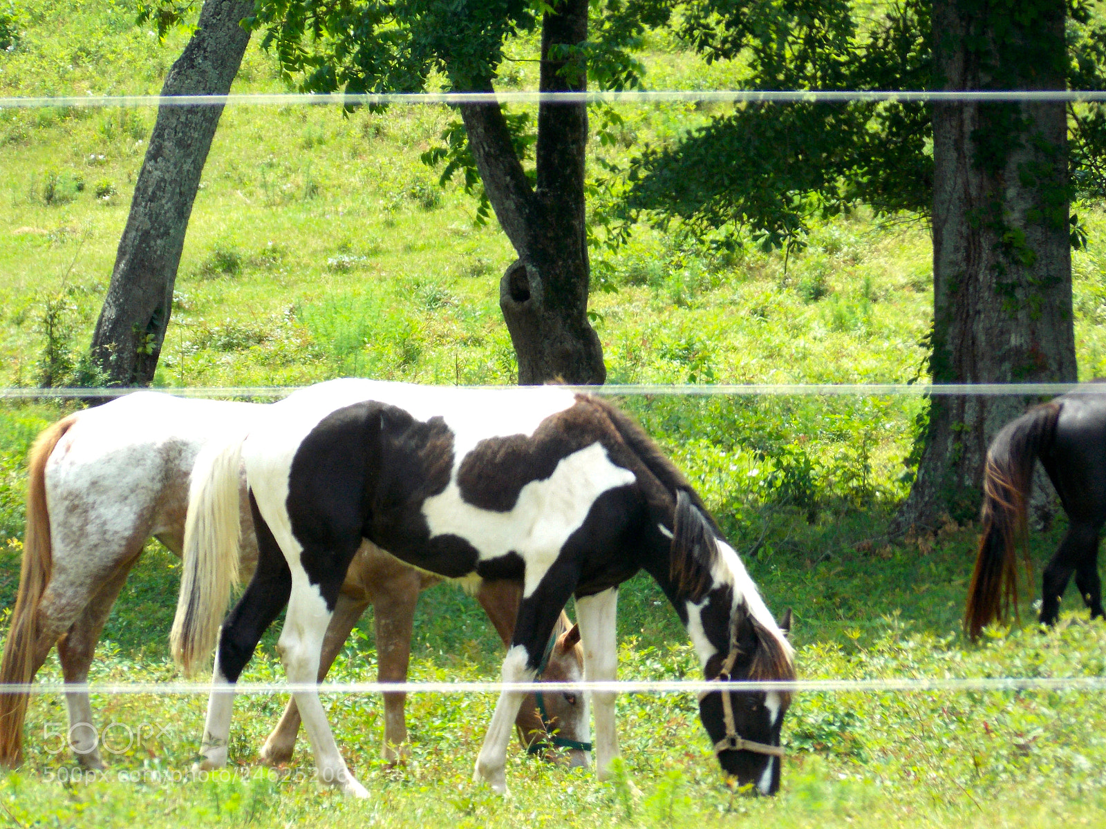 Nikon Coolpix L810 sample photo. Grazing in the grass photography
