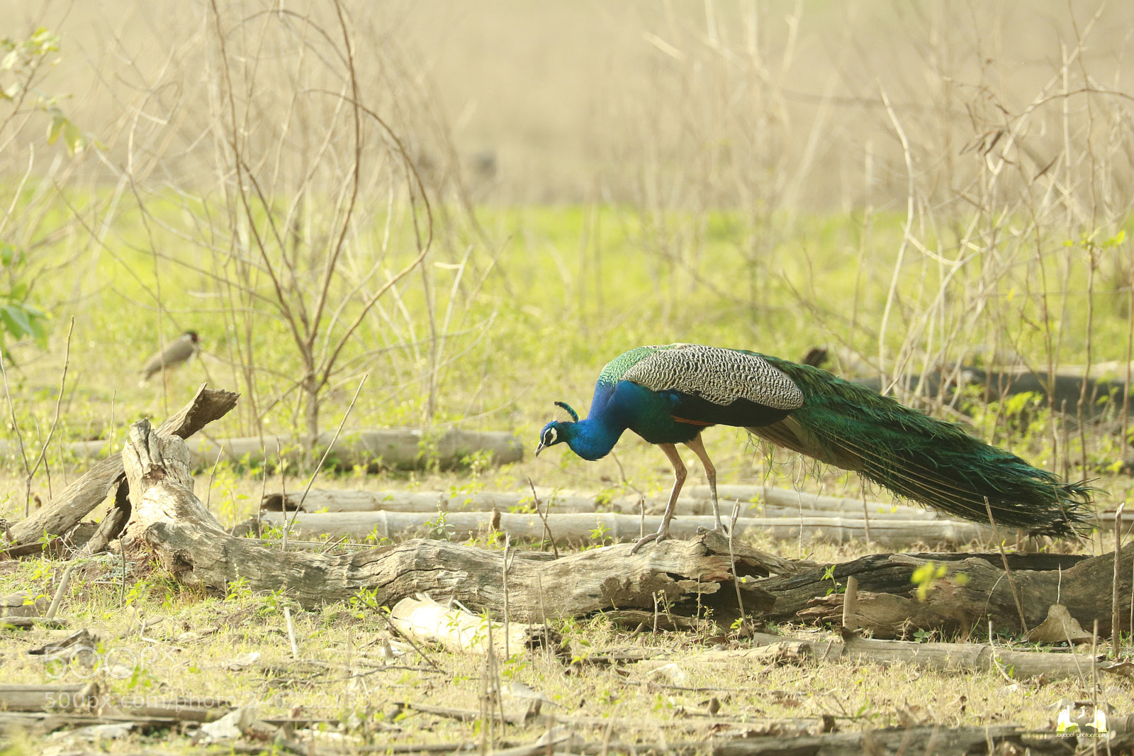 Canon EOS 750D (EOS Rebel T6i / EOS Kiss X8i) sample photo. Peacock photography