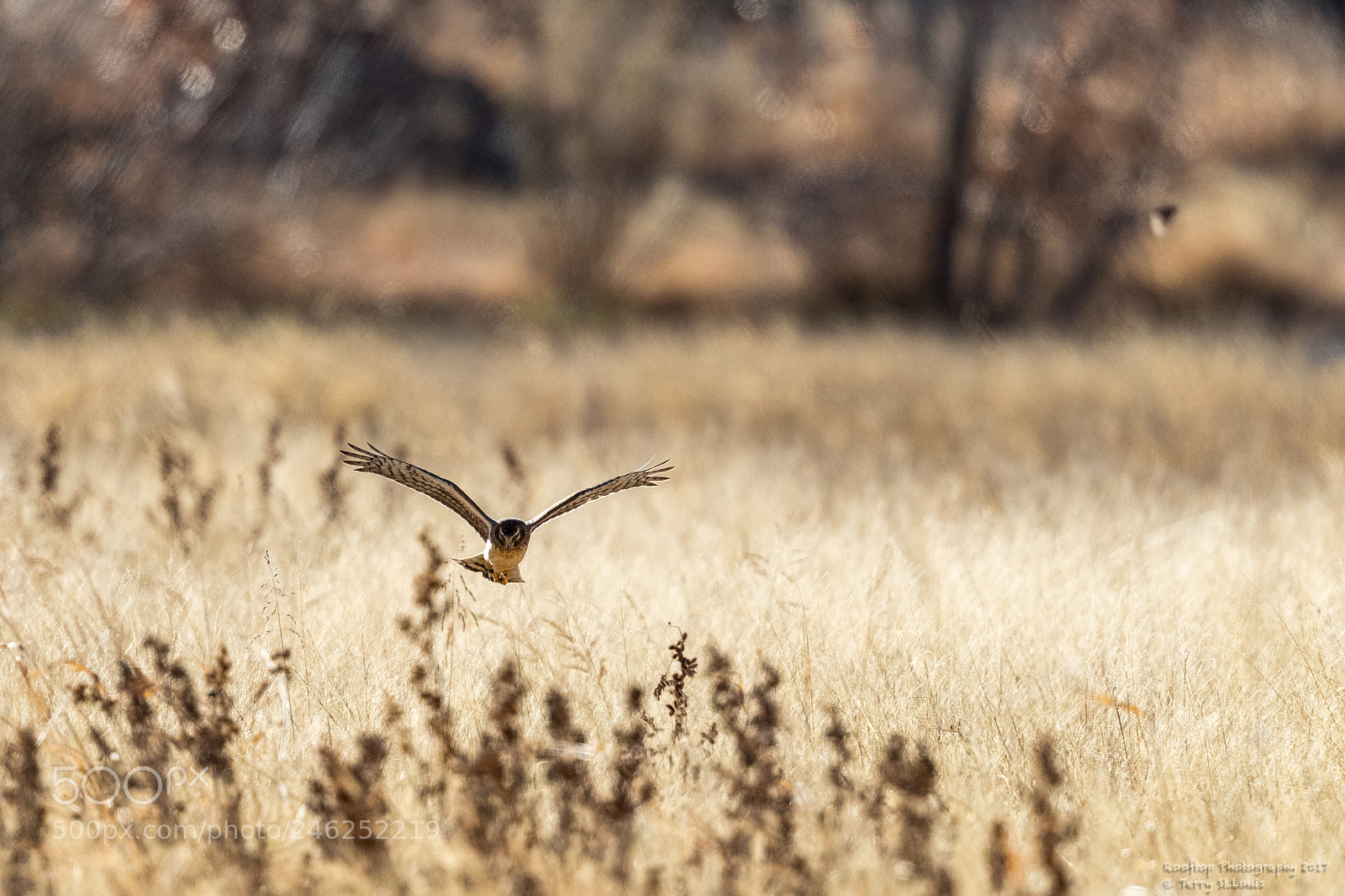 Canon EOS-1D X Mark II sample photo. Harrier hunting in a photography