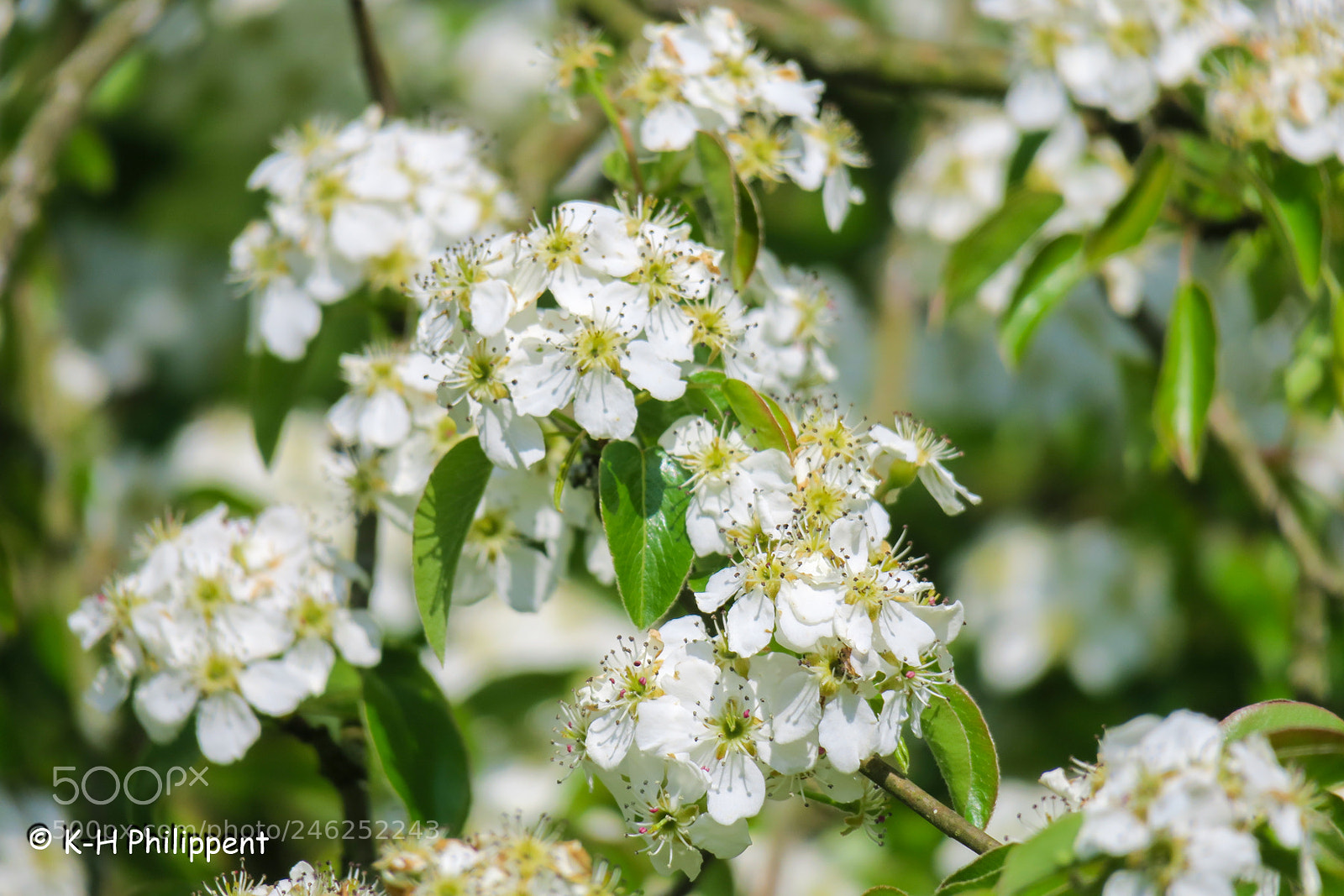 Canon PowerShot G3 X sample photo. Fruit tree blossom obstbaumbl photography
