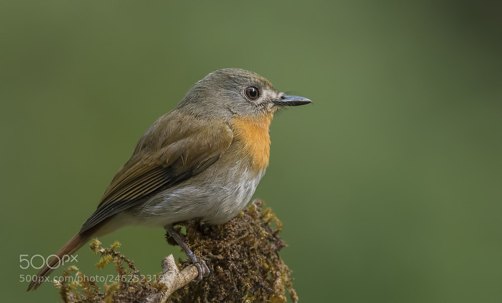Nikon D500 sample photo. White bellied blue flycatcher photography
