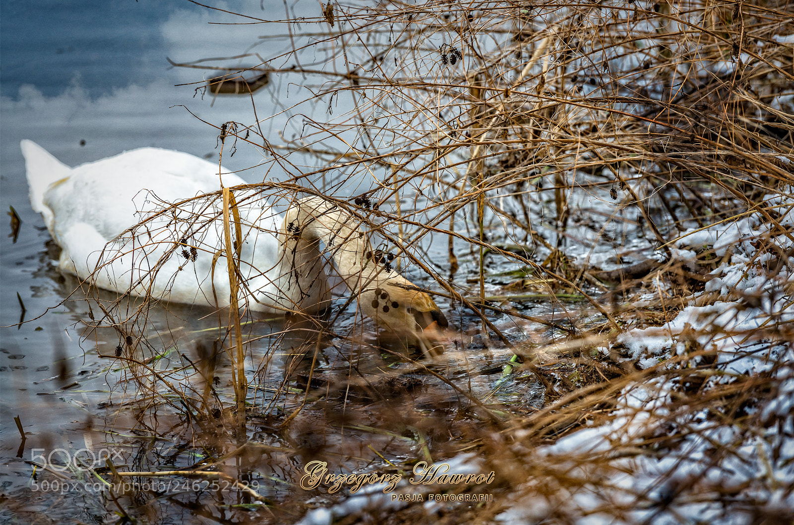 Nikon D800 sample photo. Ab d , dzier photography