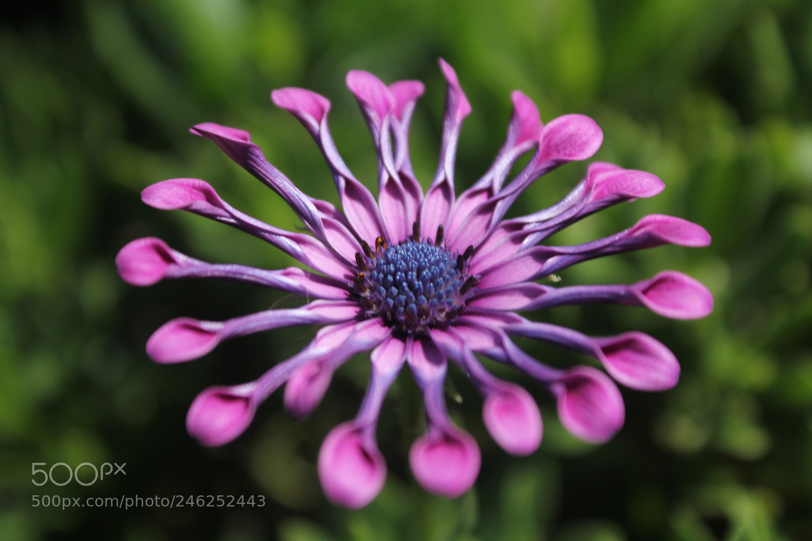 Canon EOS 60D sample photo. Flower photography