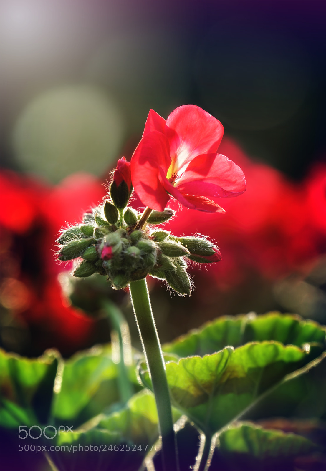 Sony a6300 sample photo. Geranium photography