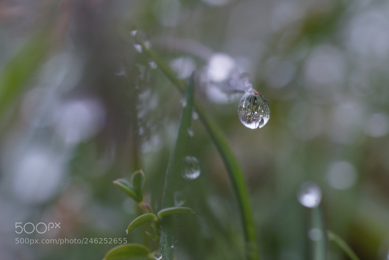 Sony SLT-A58 sample photo. Gotas photography