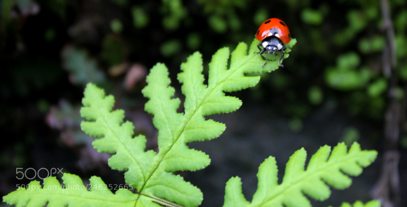 Canon EOS 550D (EOS Rebel T2i / EOS Kiss X4) sample photo. Lady on a leaf photography