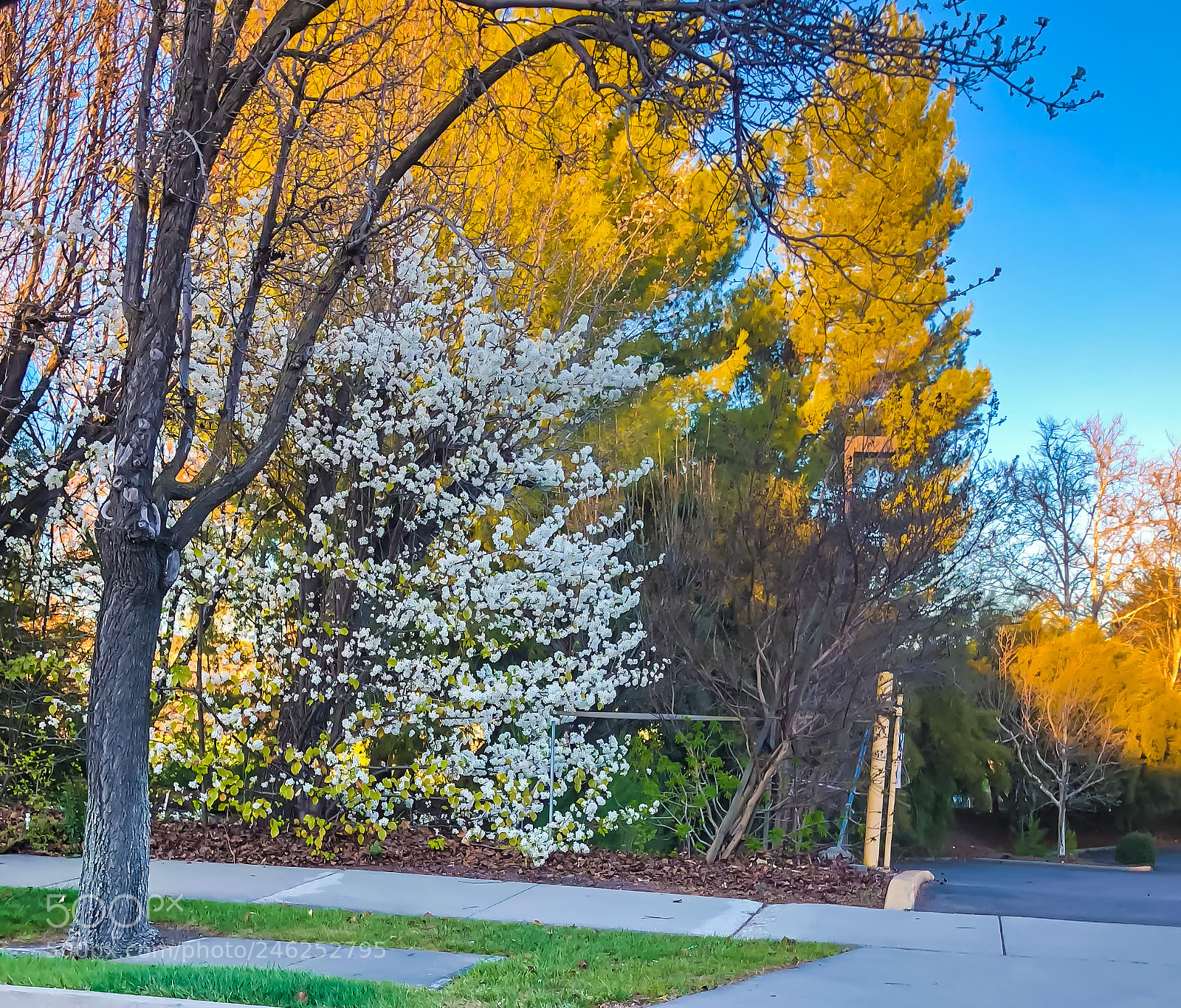 Apple iPhone 8 Plus sample photo. Spring is here photography