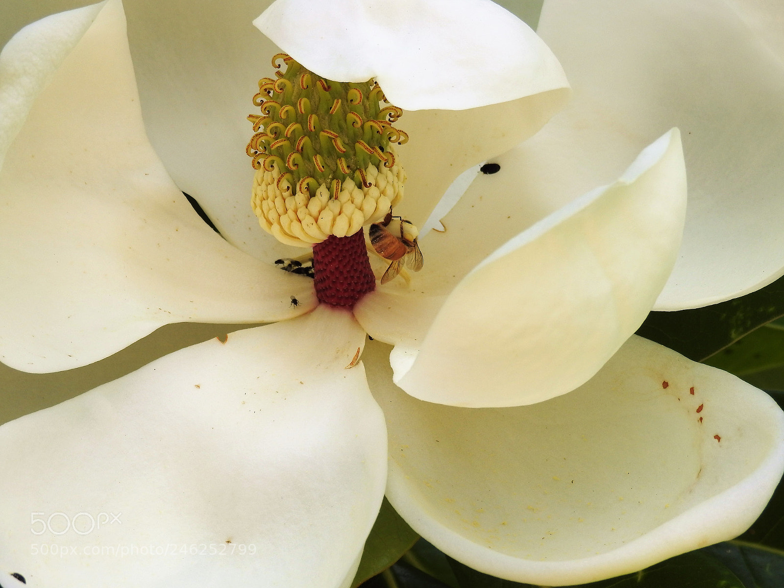 Nikon Coolpix P900 sample photo. Flowers photography