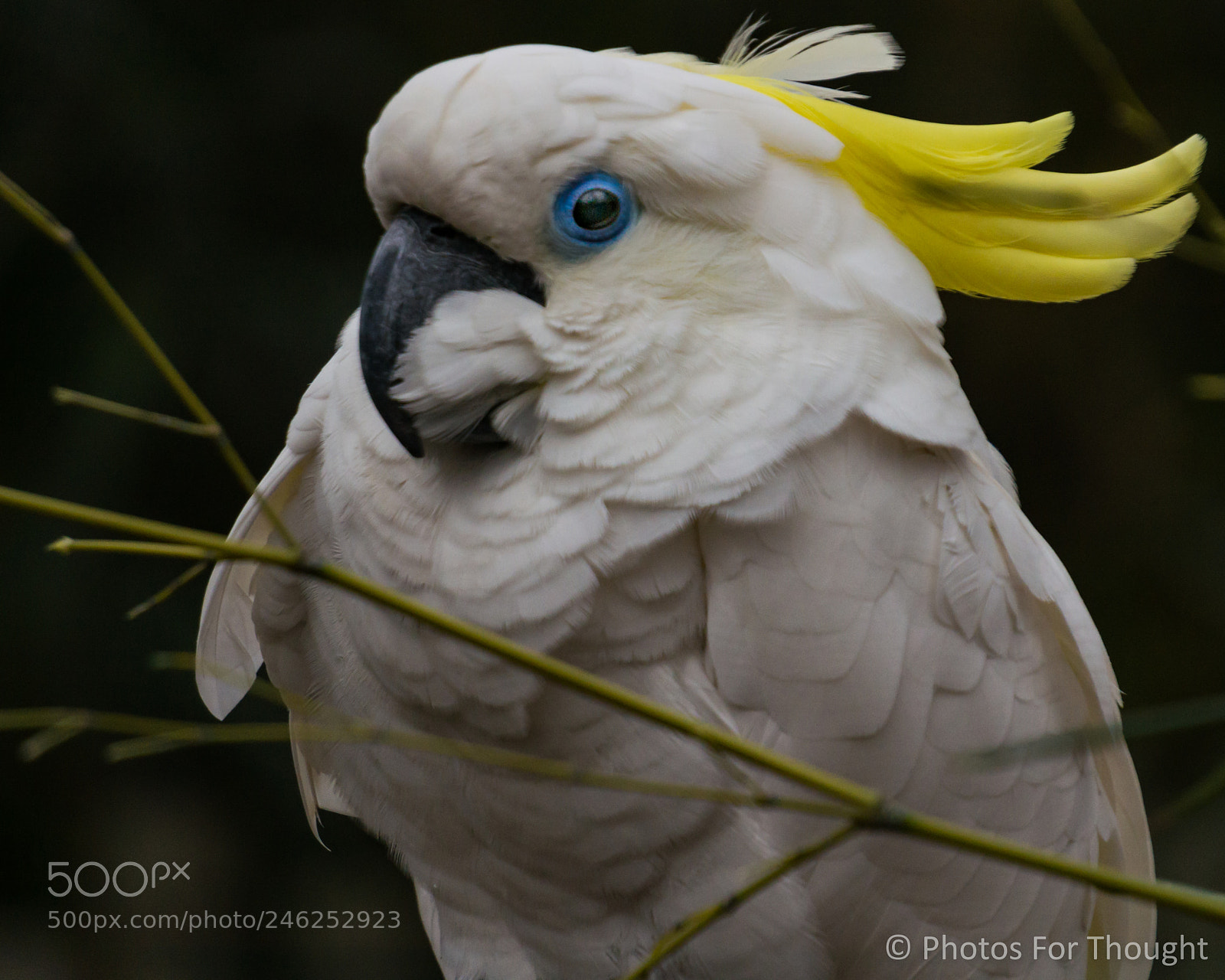 Sony Alpha NEX-5R sample photo. Puffed up photography