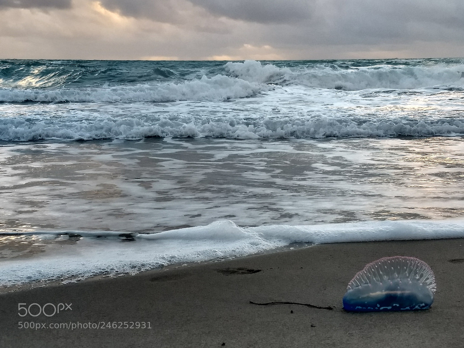 Motorola Moto G (5) Plus sample photo. Portuguese man o' war photography