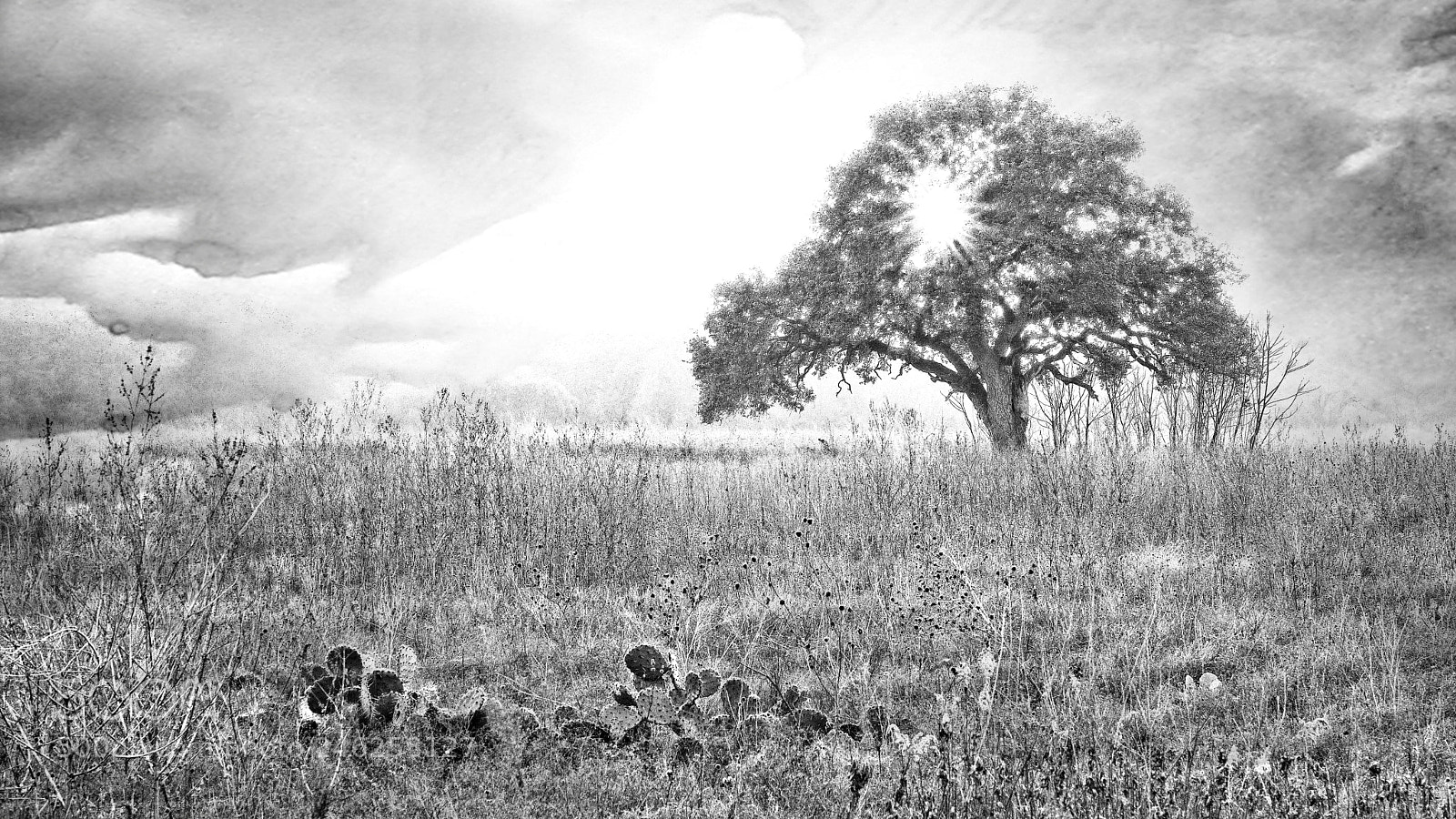 Fujifilm X-Pro2 sample photo. Oak tree sunset photography