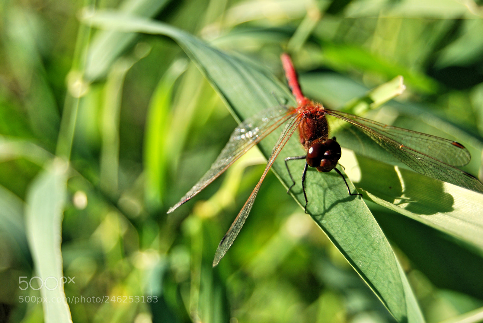 Nikon D60 sample photo. Dragonfly photography