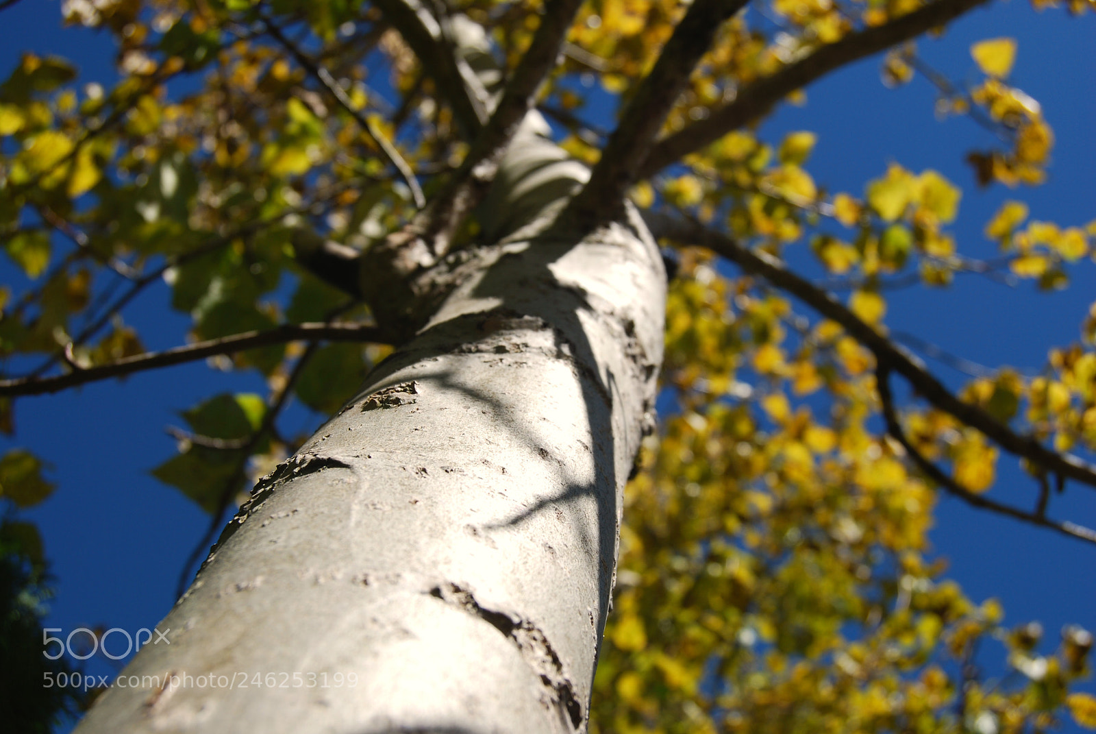 Nikon D60 sample photo. The leaves above photography