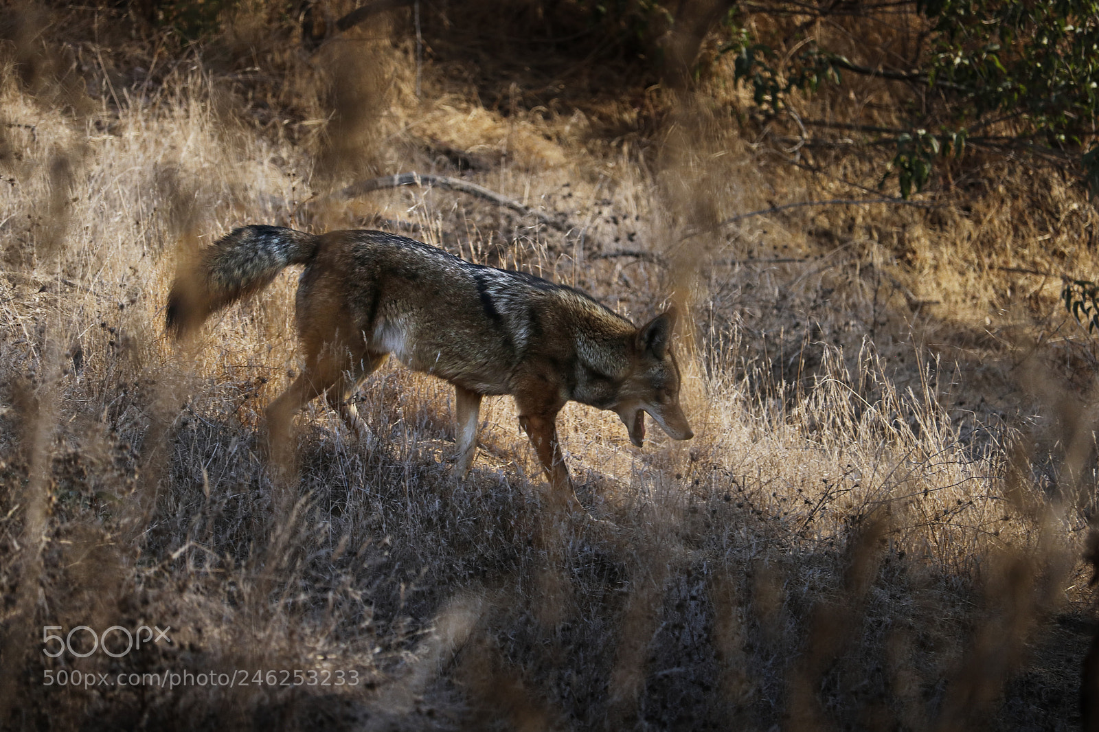 Canon EOS 750D (EOS Rebel T6i / EOS Kiss X8i) sample photo. Coyote hunt photography