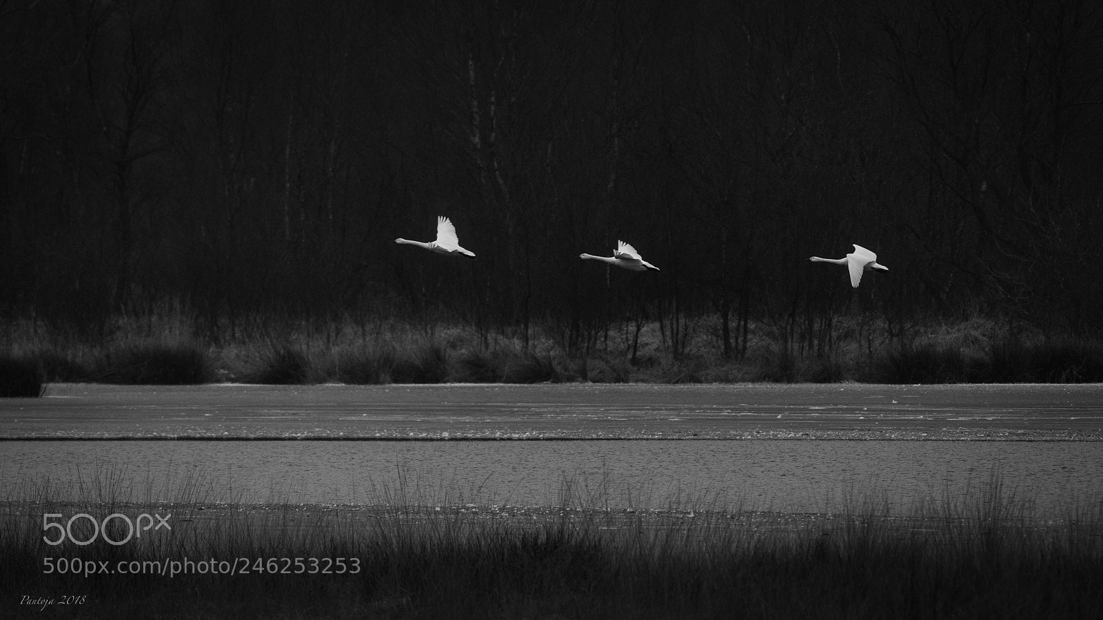 Nikon D600 sample photo. Swans over the lake photography