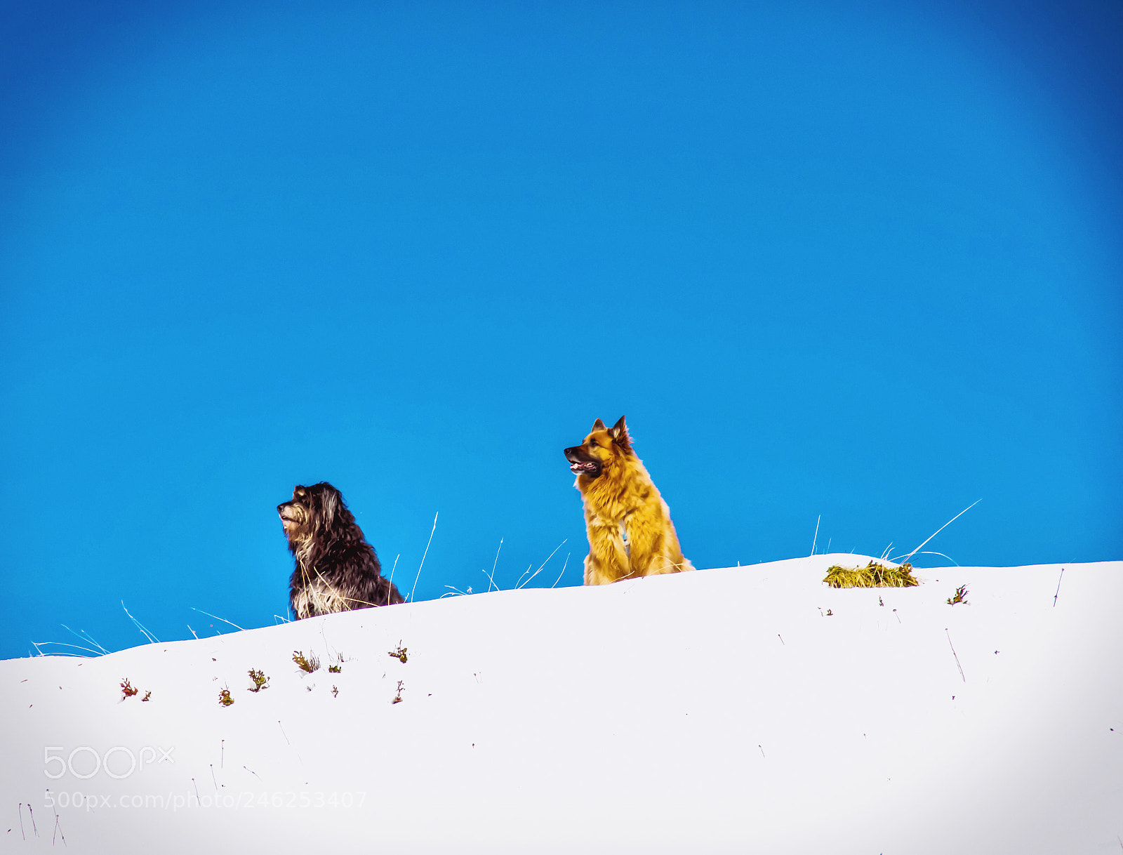 Nikon D3200 sample photo. Best friends photography