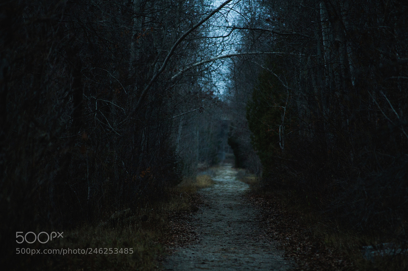 Canon EOS 700D (EOS Rebel T5i / EOS Kiss X7i) sample photo. The slenderman trail photography