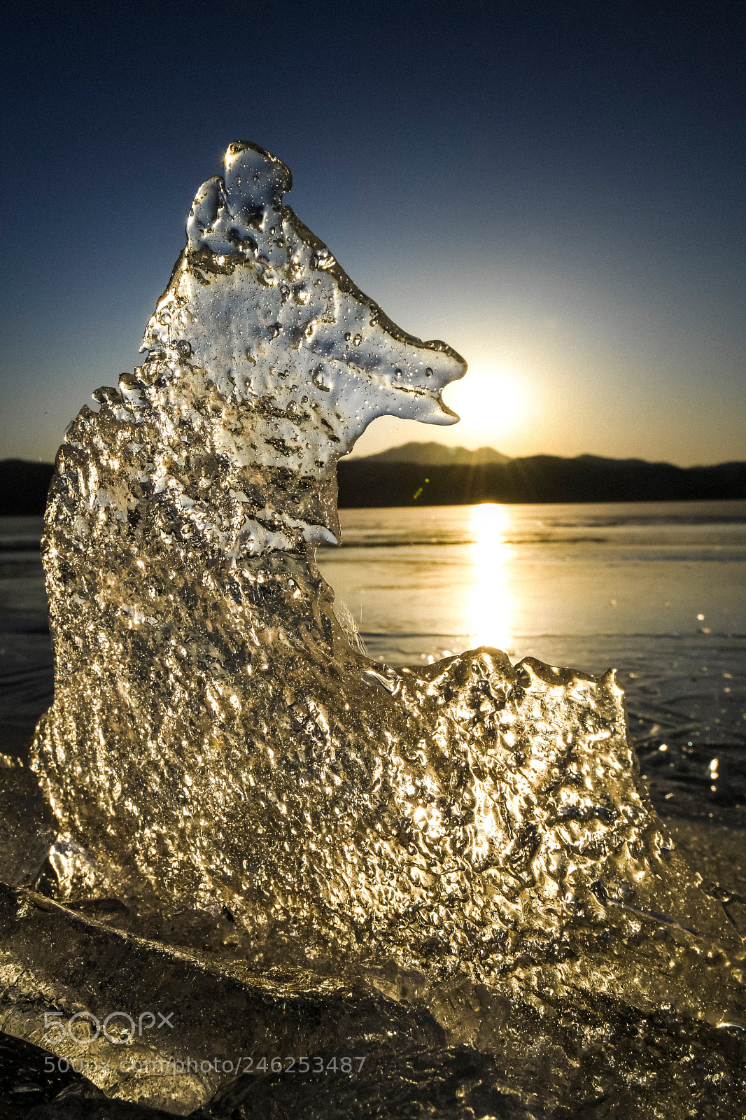 Nikon D5 sample photo. Golden dog! photography