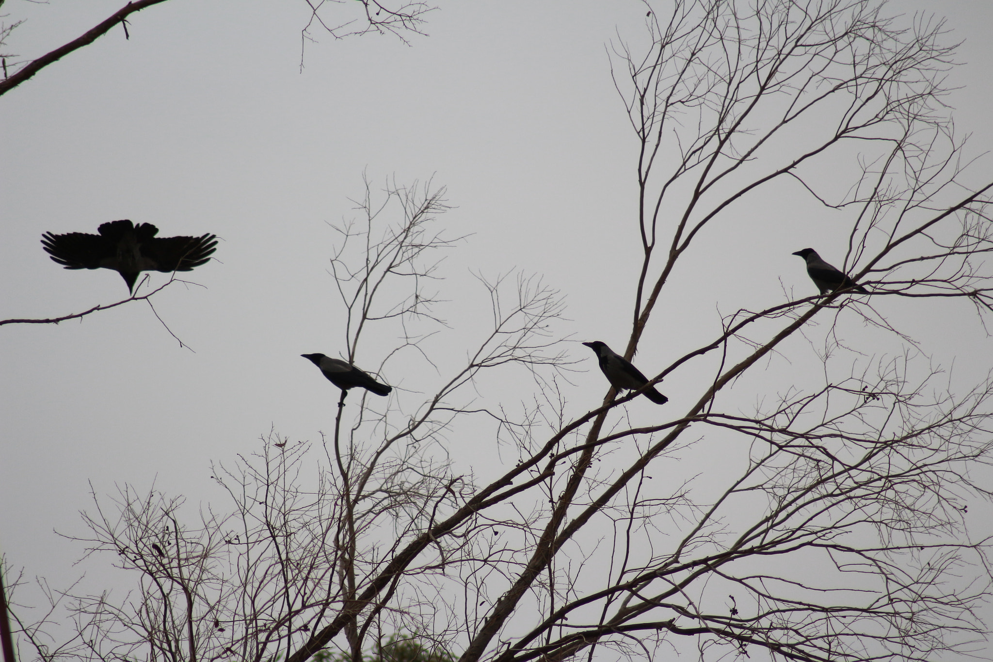 Canon EOS 700D (EOS Rebel T5i / EOS Kiss X7i) sample photo. Crowd photography