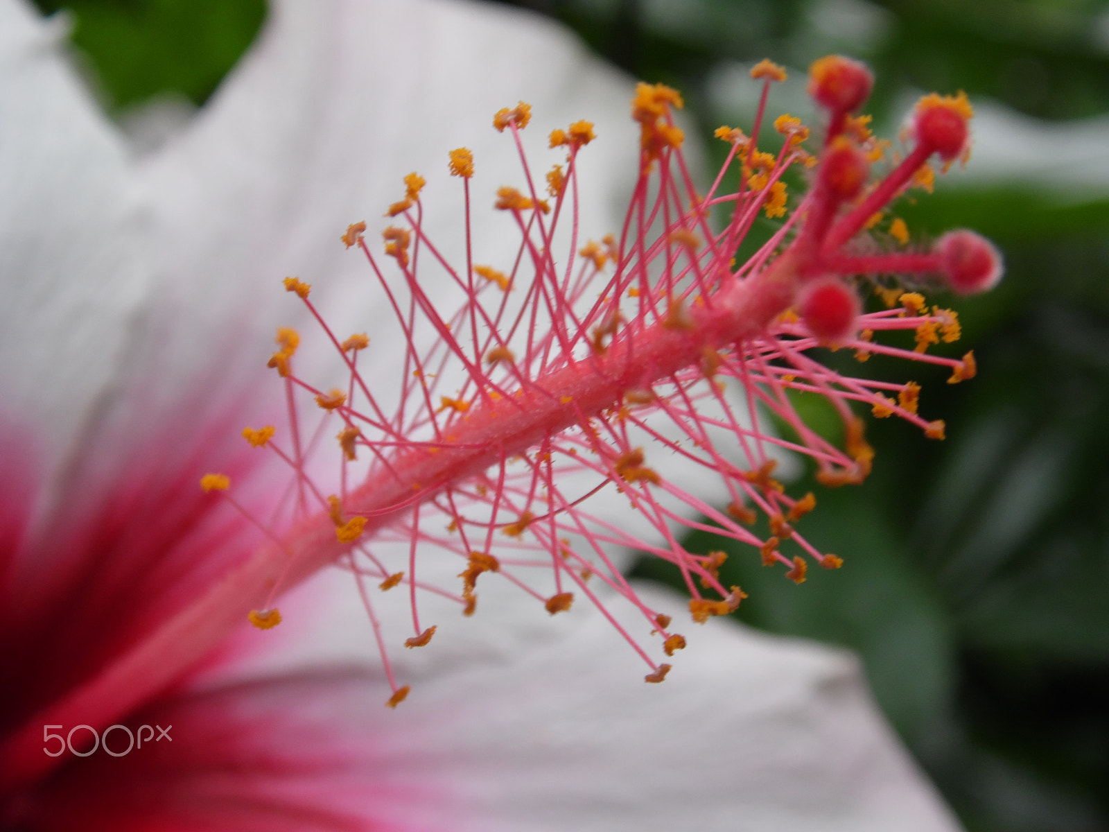 Samsung WB100/  WB101 sample photo. White hibiscus photography