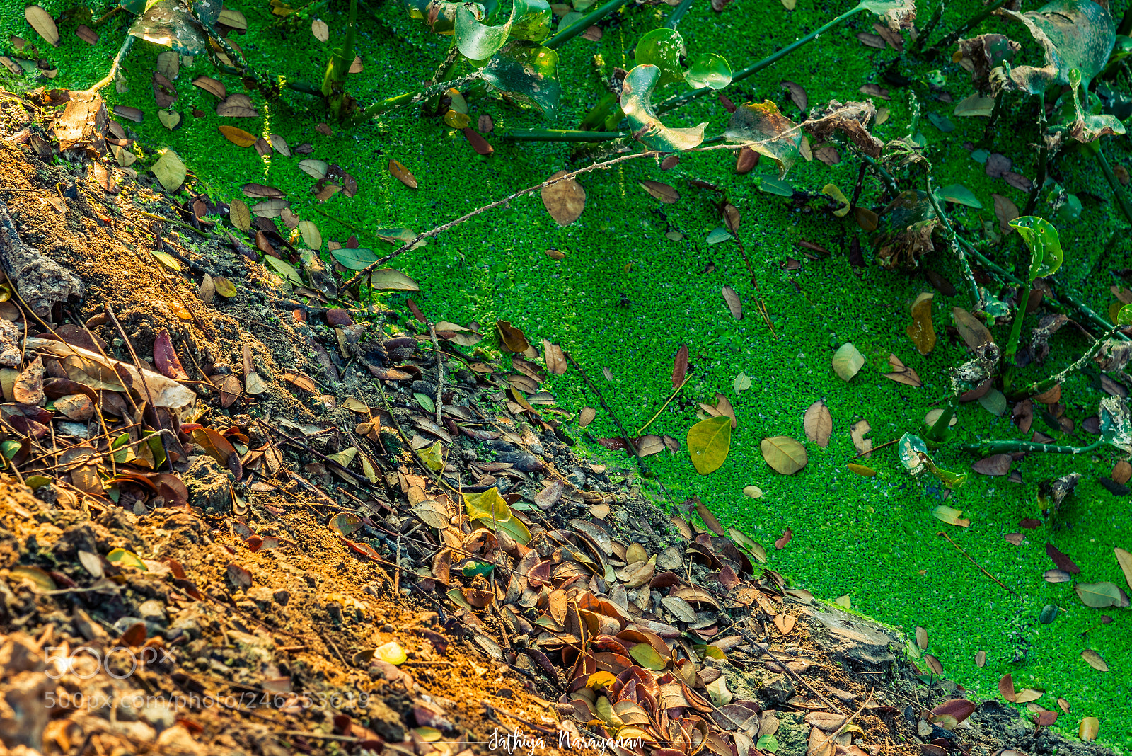 Nikon D810 sample photo. Wacky country side photography