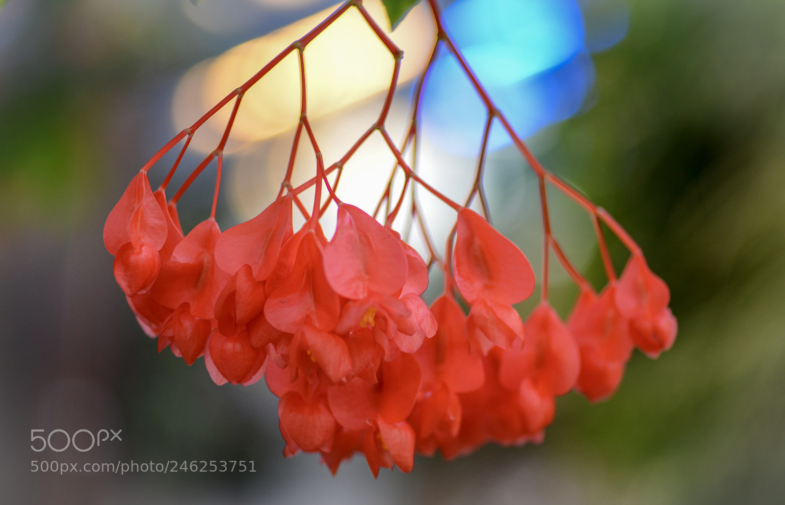 Nikon D600 sample photo. Hanging red petals photography