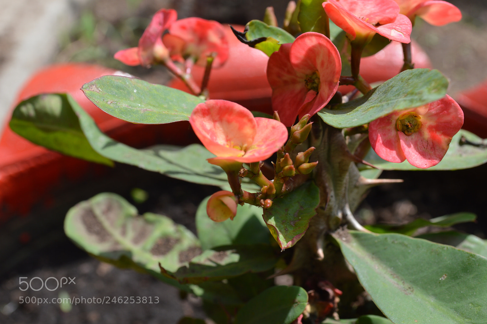 Nikon D3200 sample photo. Los capullos photography