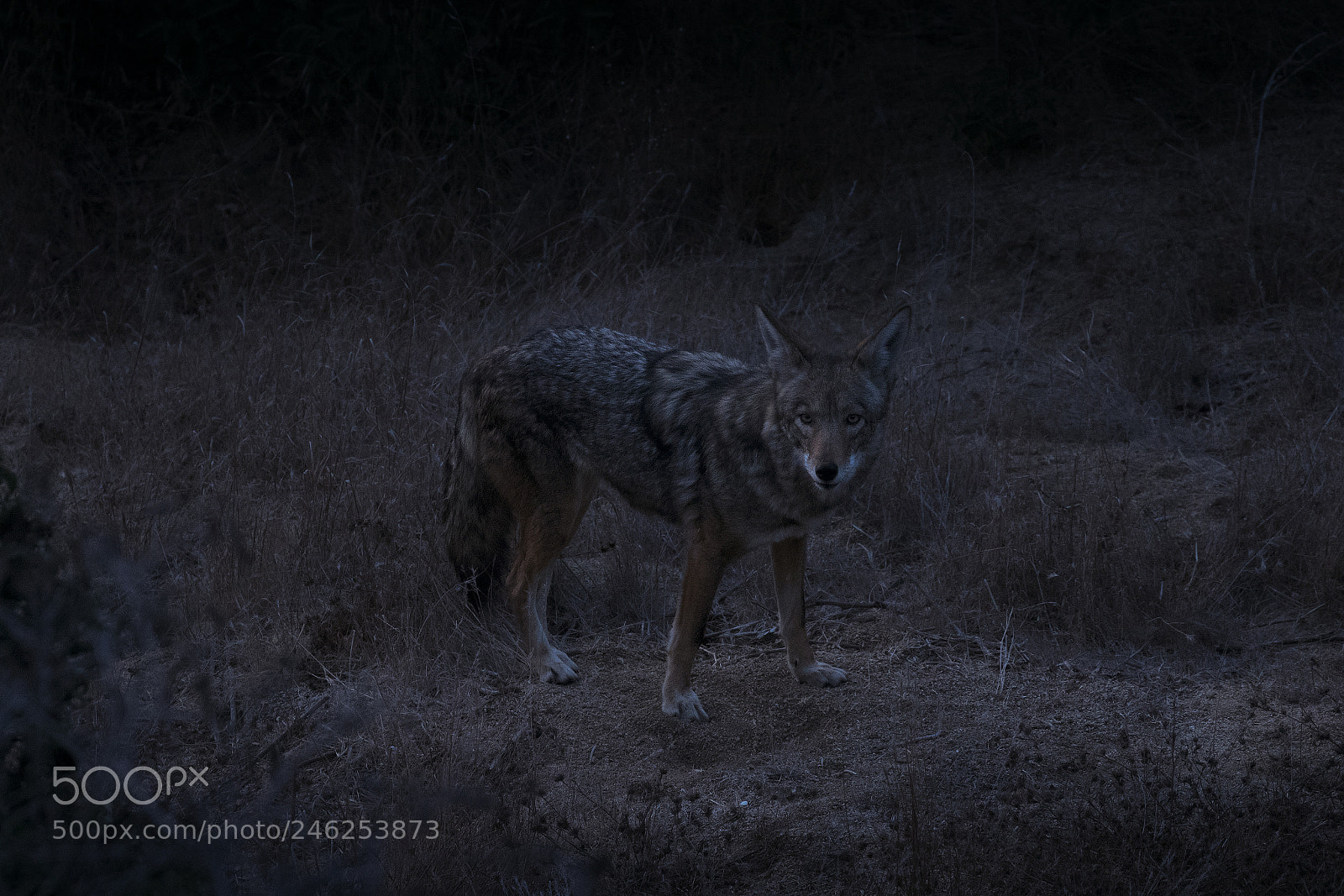 Canon EOS 750D (EOS Rebel T6i / EOS Kiss X8i) sample photo. Coyote night photography